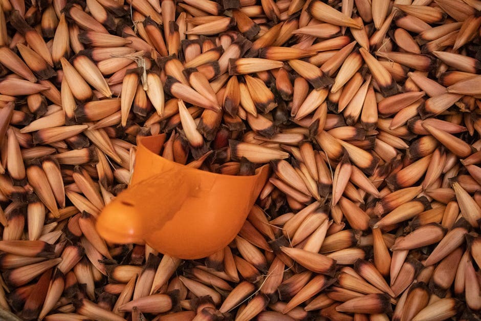 Top view of a pile of Araucaria nuts with an orange scoop, typical in Chilean markets.