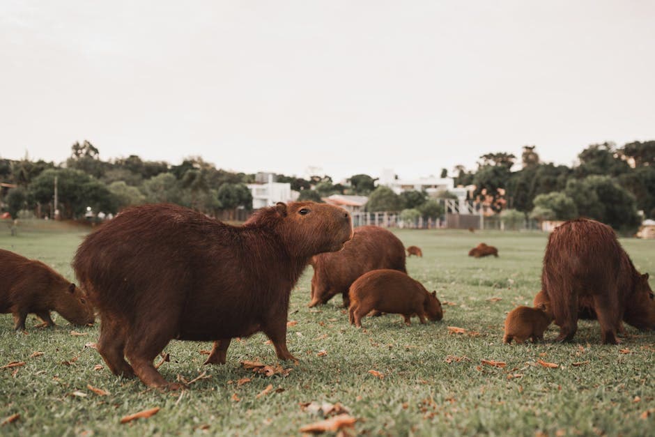 Group of capybaras grazing in a park in Campo Mourão, Brazil, on a sunny day.