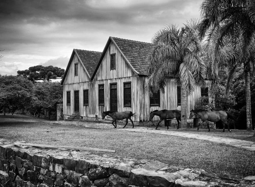 A black and white image of horses near a rustic wooden house in Bento Gonçalves, Brazil.