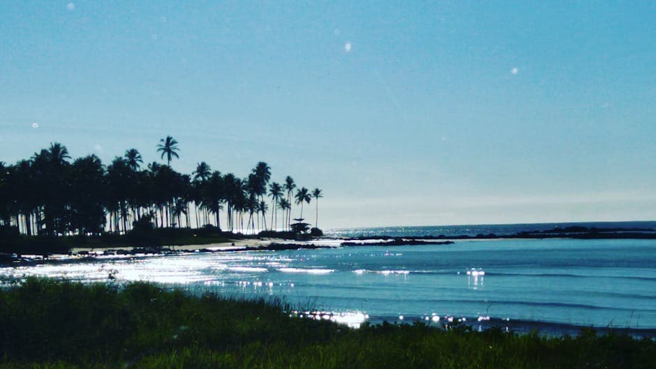 Peaceful shoreline with palm trees in Espírito Santo, Brazil during a sunny day.