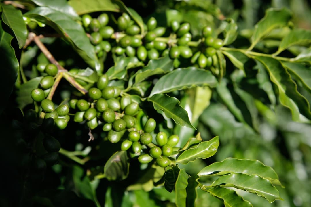 Green coffee beans growing on a branch.