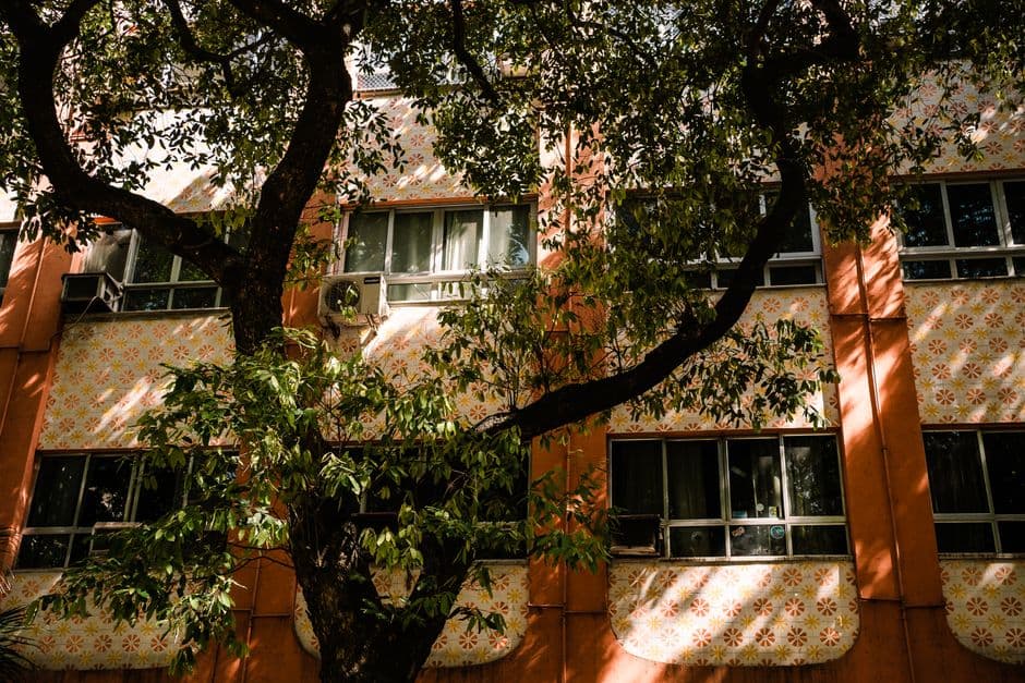 Sunlit tree casting shadows on a vibrant building in Rio de Janeiro.