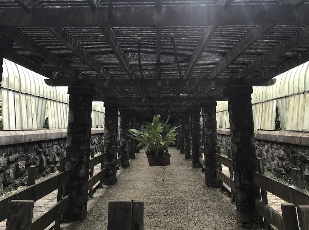 a large room with a plant in it