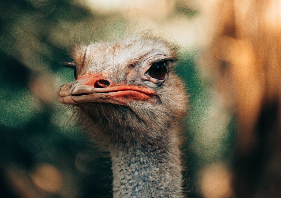 Detailed close-up photo of an ostrich's face captured in Bauru, Brazil.