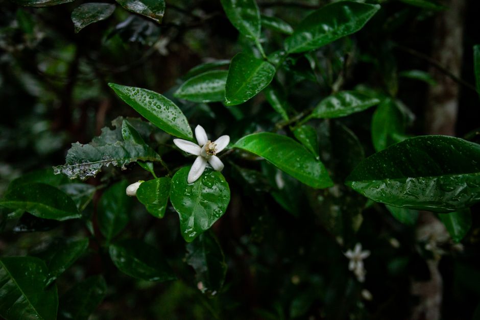 Lush green leaves and white flowers captured in the dense forest of Blumenau, Brazil.