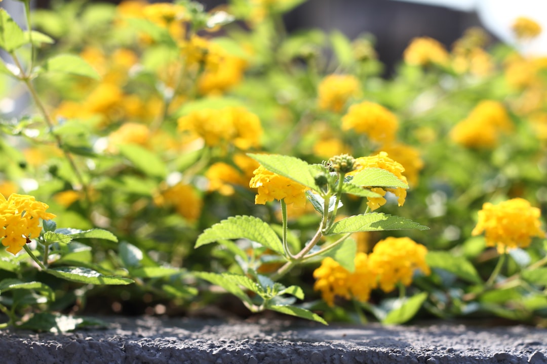 A close up of a plant with yellow flowers