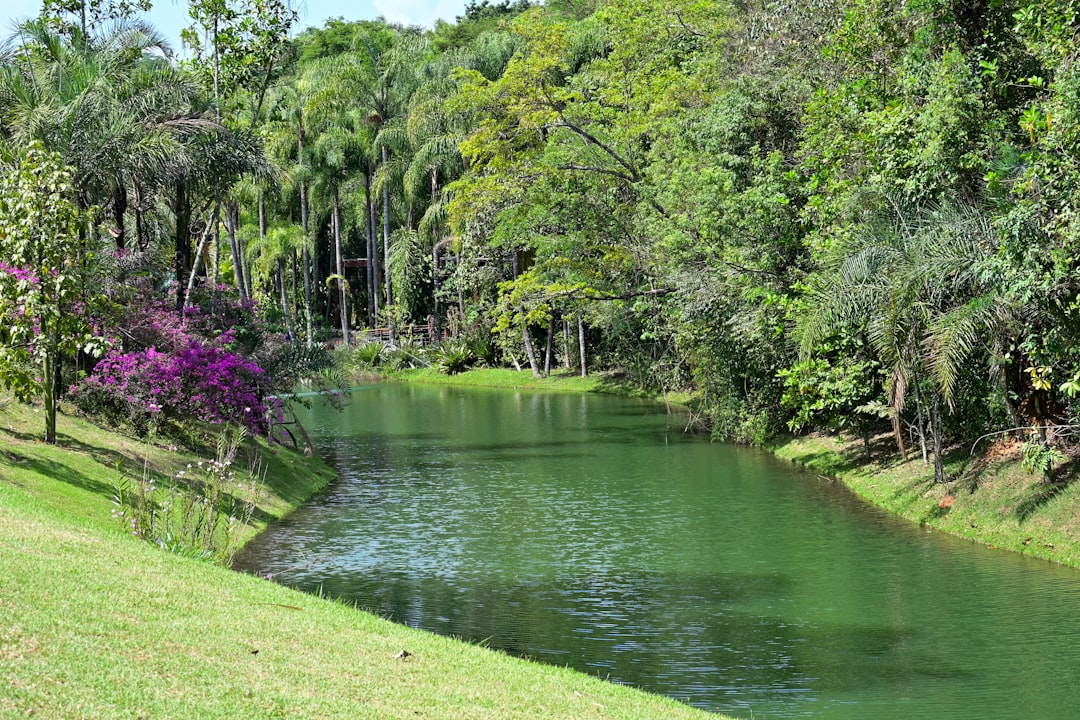 a body of water surrounded by lush green trees