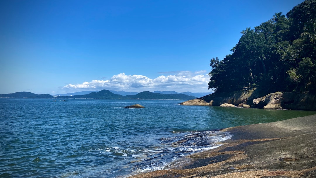 green trees near body of water during daytime