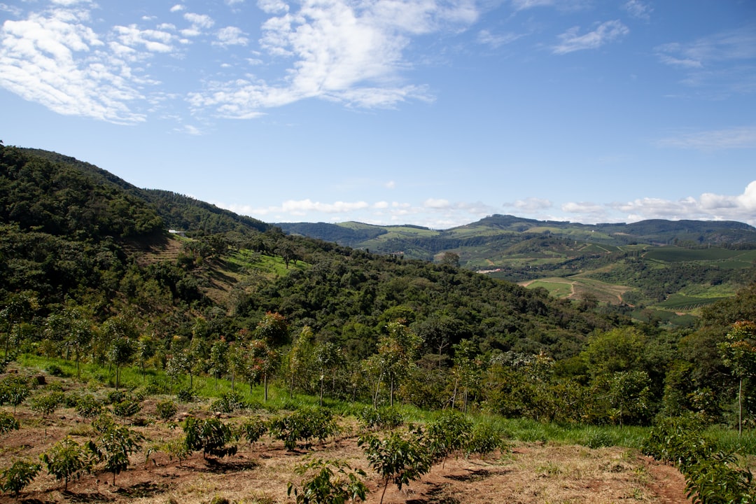 a lush green hillside covered in lots of trees
