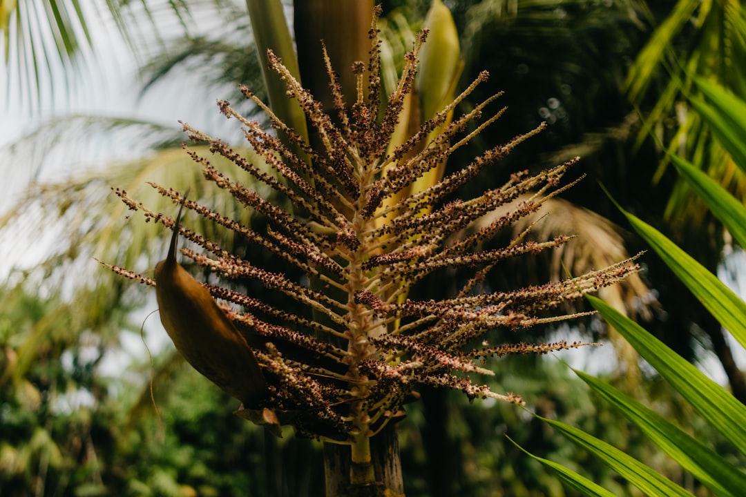 A close-up of a palm tree flower with green leaves.